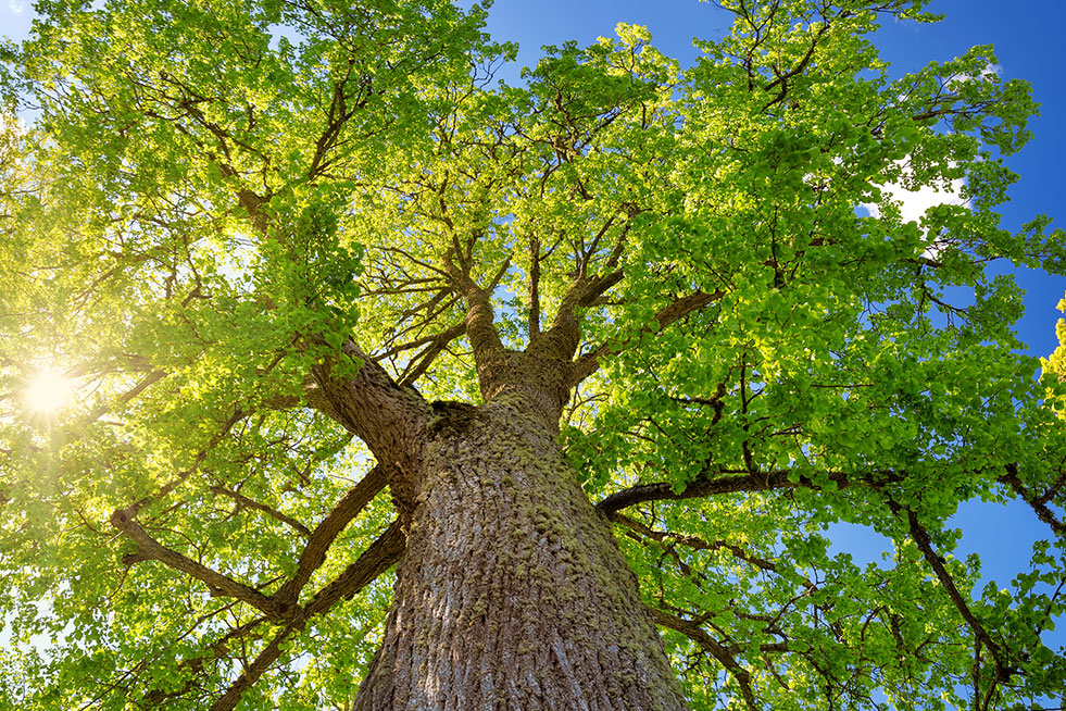 tree bottom up view