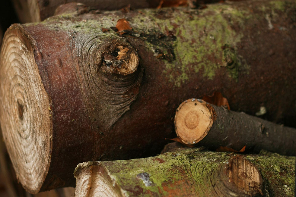 tree stumps